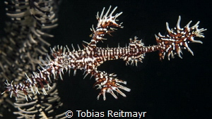 Ornate Ghostpipefish, Seraya, Bali by Tobias Reitmayr 